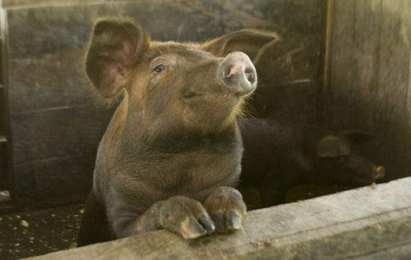 Article : Défends ton porc