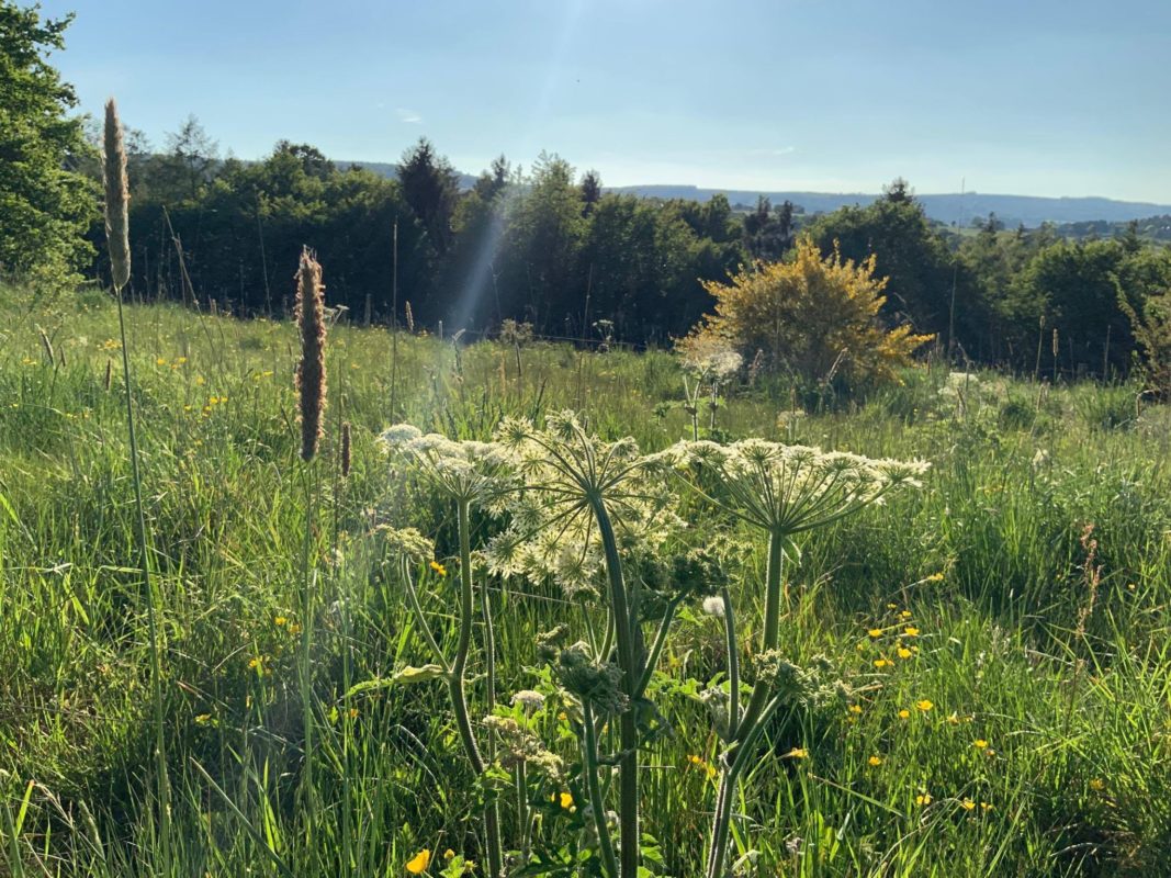 Article : Chronique des semeurs de mauvaises herbes