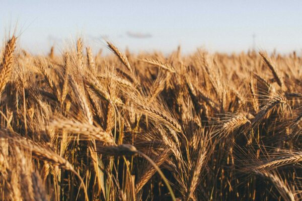 Article : Histoire de blé